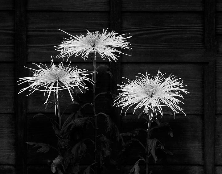 Three Chrystanthemums, Takayama, Japan, 2011.jpg